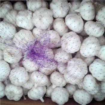 Alho Pacote Solto Premium